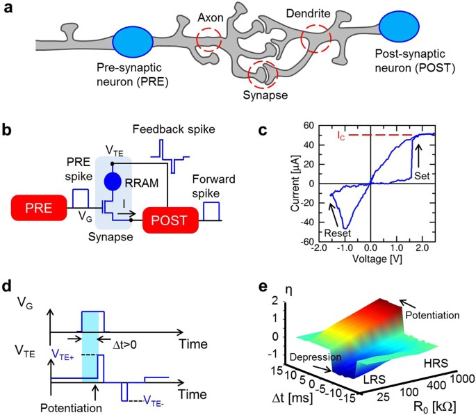 Learning how network structure shapes decision-making for bio-inspired  computing