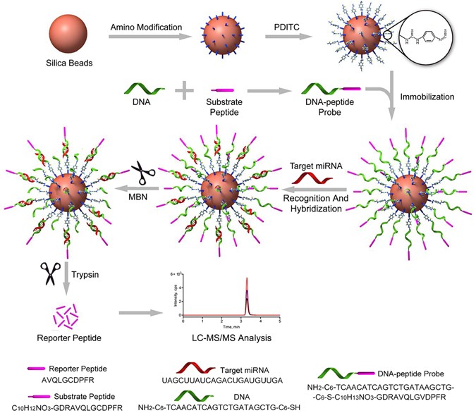 A quasi-direct lc-ms/ms-based targeted proteomics approach for mirna quantification via a covalently immobilized dna-peptide probe