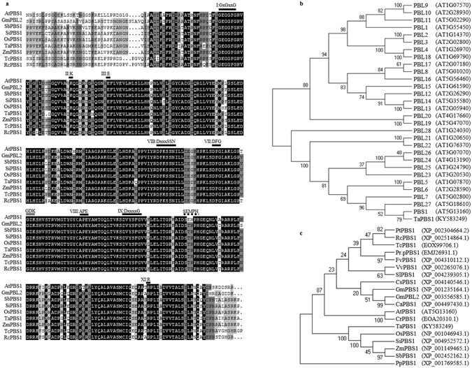 Comparative Study Of Arabidopsis Pbs1 And A Wheat Pbs1 Homolog Helps Understand The Mechanism Of Pbs1 Functioning In Innate Immunity Scientific Reports