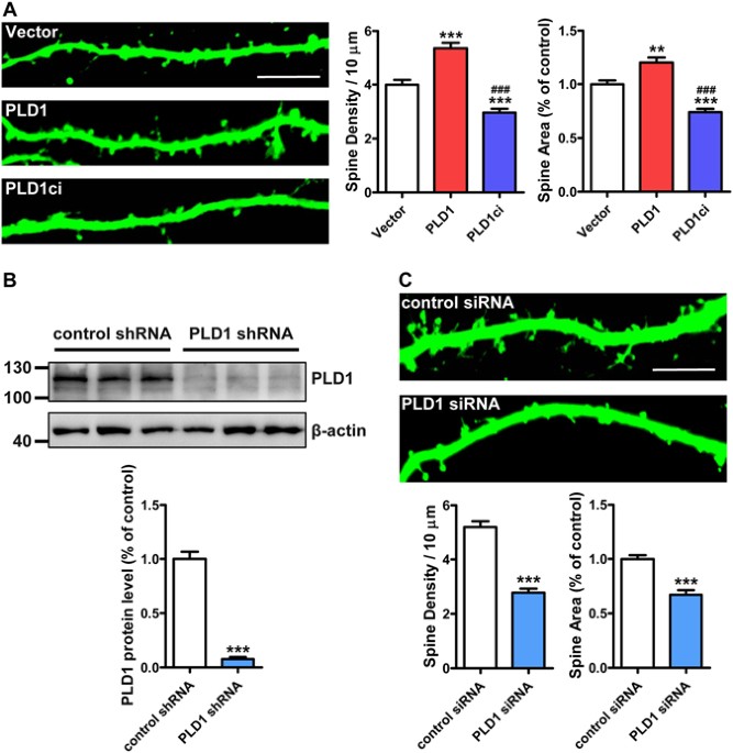 Dendritic spine formation and synapse maturation in transcription