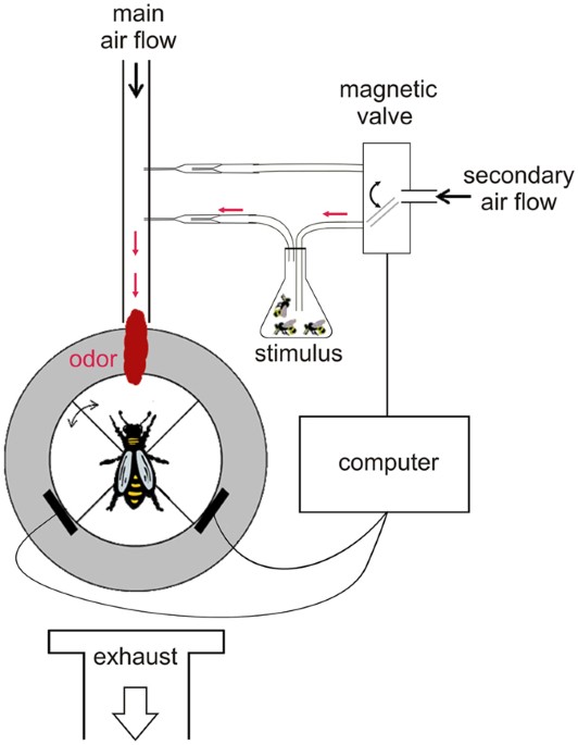 virgin queen attraction toward males in honey bees scientific reportsProcess Diagram Likewise Water Mill Diagram Moreover Diagram Of A Wind #1