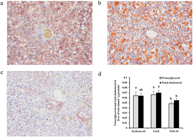 Fish Oil Diet May Reduce Inflammatory Levels In The Liver Of Middle Aged Rats Scientific Reports
