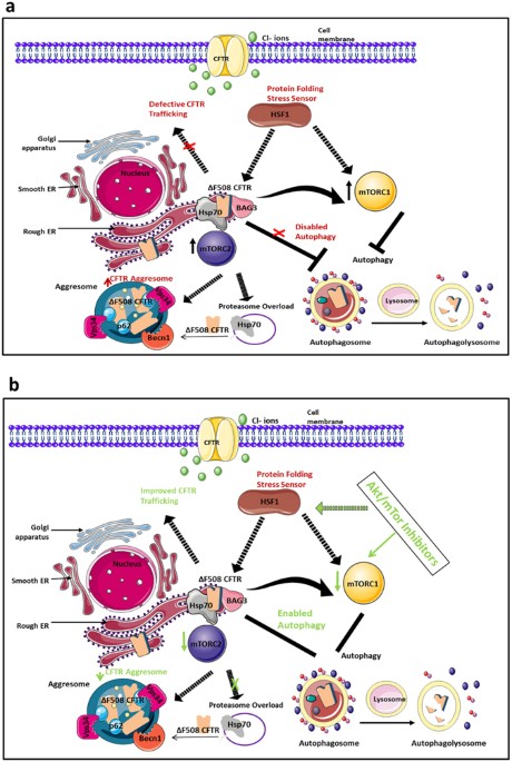 Targeting the PI3K/Akt/mTOR signalling pathway in Cystic Fibrosis ...