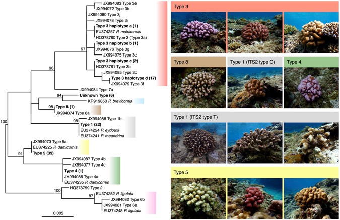 Microsatellite markers for multiple pocillopora genetic lineages offer new insights about coral populations