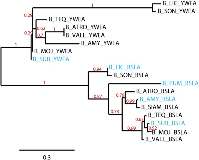 natural variations in the biofilm associated protein bsla from the
