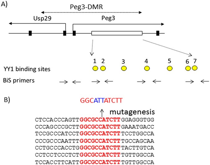 Yy1’s role in the peg3 imprinted domain