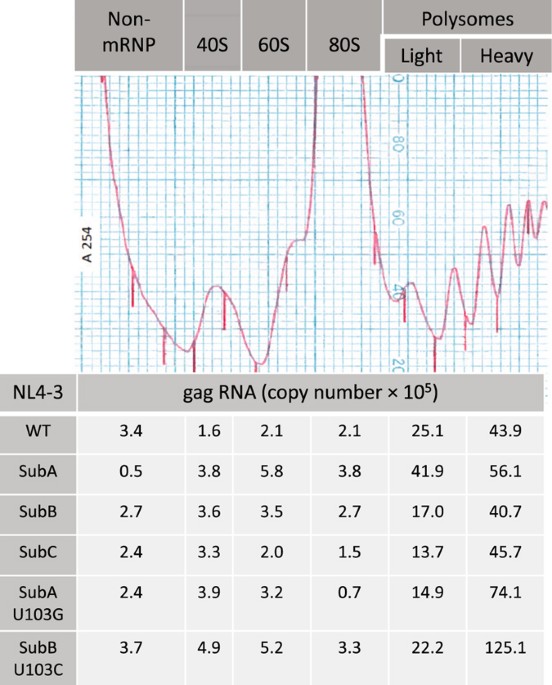 The basal translation rate of authentic HIV1 RNA is regulated by 5’UTR