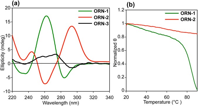 Antiparallel Rna G Quadruplex Formed By Human Telomere Rna Containing 8 Bromoguanosine Scientific Reports