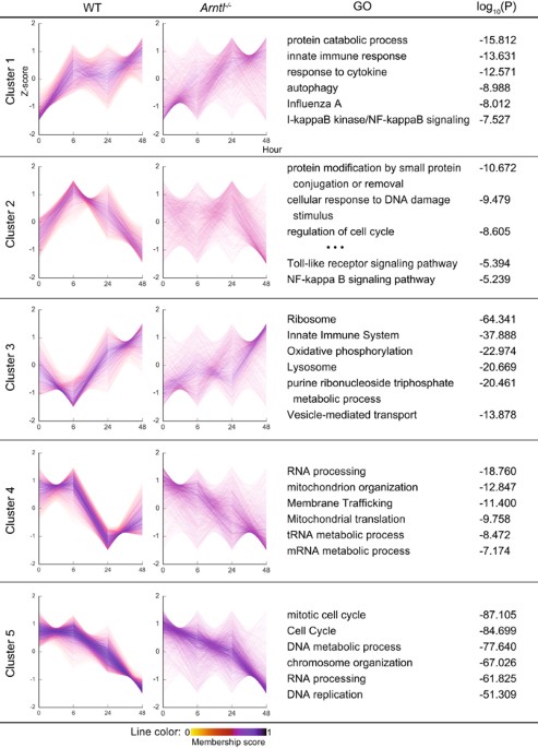 Bmal1 regulates inflammatory responses in macrophages by modulating enhancer rna transcription