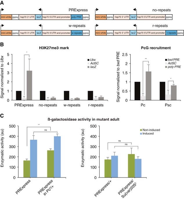 Single Vector Non Leaky Gene Expression System For Drosophila Melanogaster Scientific Reports