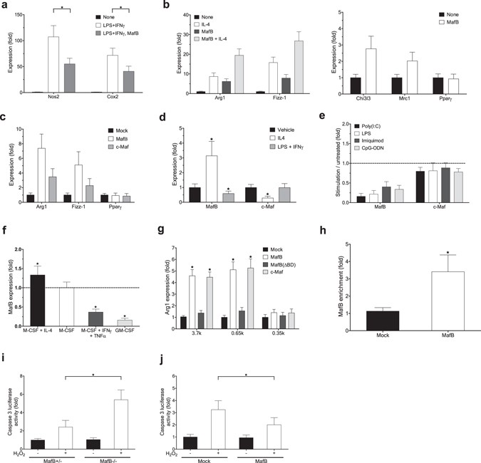 The Transcription Factor Mafb Promotes Anti Inflammatory M2 Polarization And Cholesterol Efflux In Macrophages Scientific Reports
