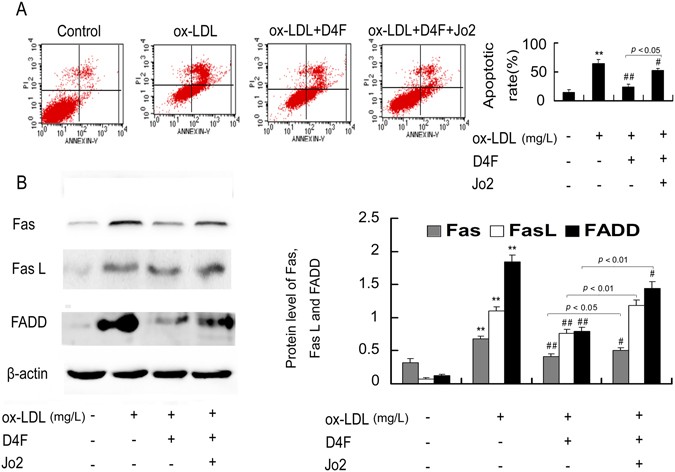D4F alleviates macrophage-derived foam cell apoptosis by inhibiting the ...