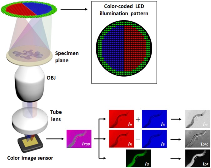 Smartphone-based multi-contrast microscope using color-multiplexed ...
