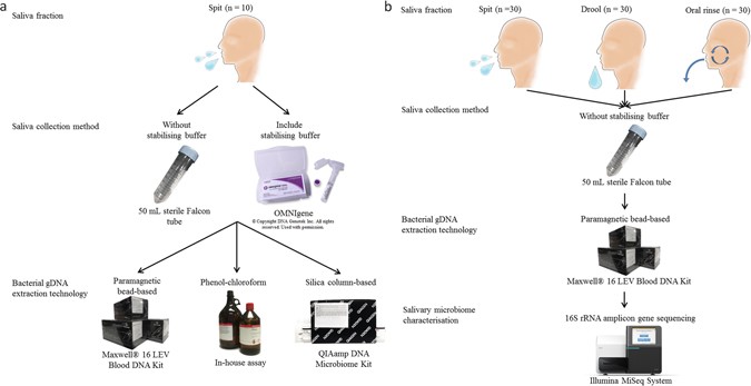 The Saliva Microbiome Profiles Are Minimally Affected By Collection Method Or Dna Extraction Protocols Scientific Reports