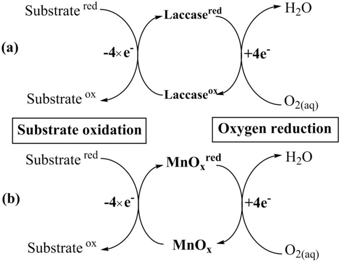 The laccase-like reactivity of manganese oxide nanomaterials for pollutant conversion: rate analysis and cyclic voltammetry