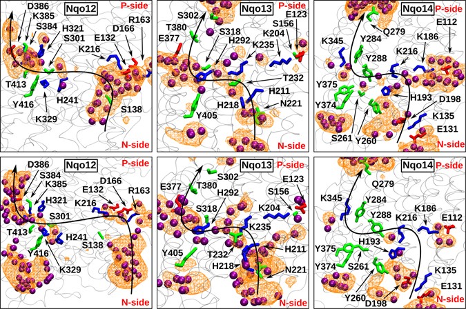 Role of water and protein dynamics in proton pumping by respiratory ...
