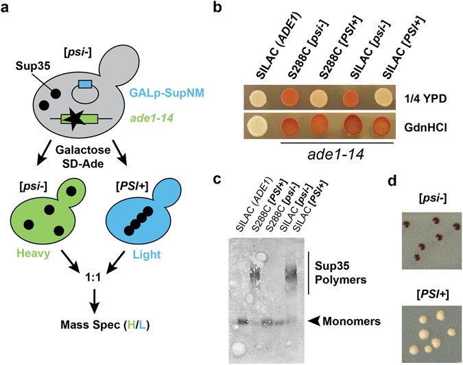composition of yeast proteome prion not ]  does pressure The whereas yeast selective [  affect PSI wildly composition