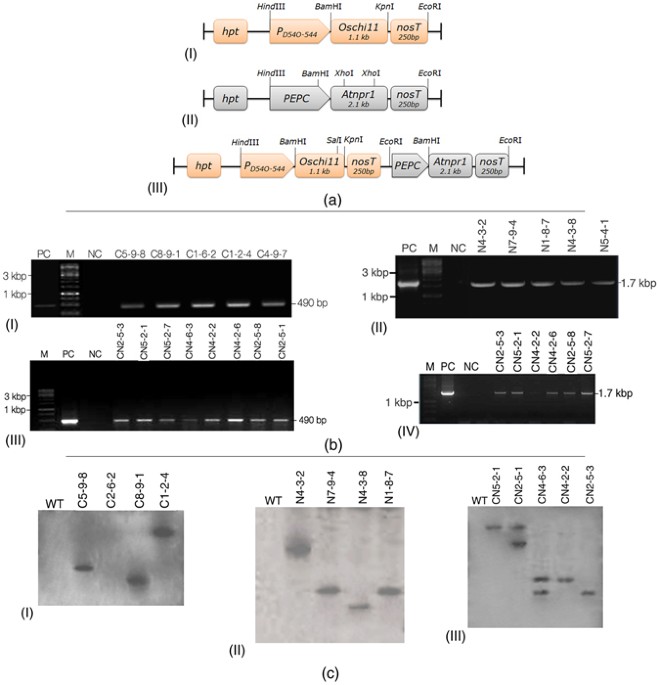 Plasmid