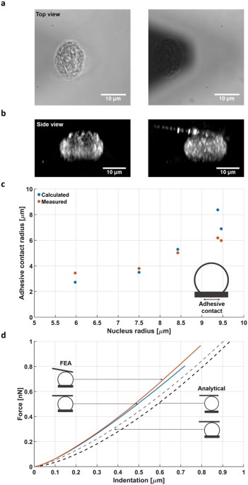 atomic 14 number Atomic reveals micro large Force rheology Microscopy