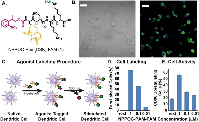 Light Guided In-vivo Activation of Innate Immune Cells with Photocaged TLR 2/6 Agonist