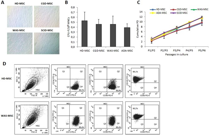 Biological and functional characterization of bone marrow-derived mesenchymal stromal cells from patients affected by primary immunodeficiency