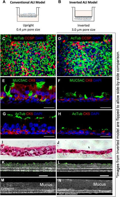 development of a primary human co culture model of turn off cell