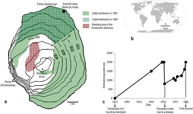 Rapid Dwarfing Of An Insular Mammal The Feral Cattle Of