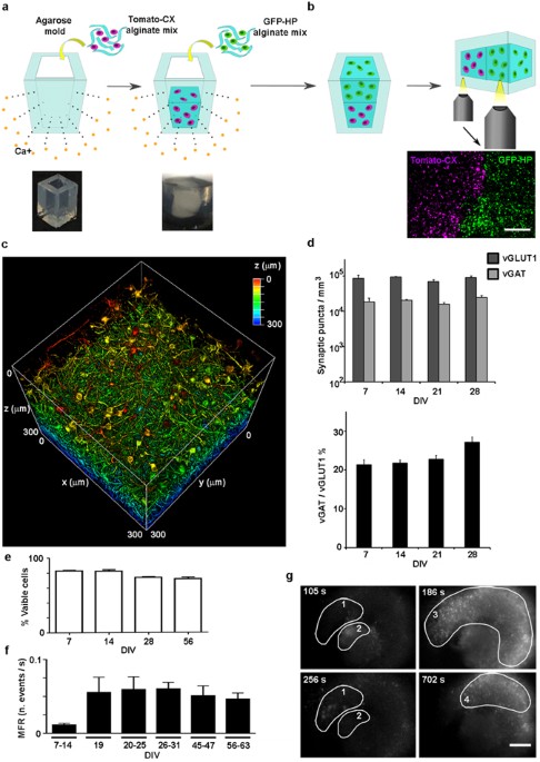 Fast Wide Volume Functional Imaging Of Engineered In Vitro Brain Tissues Scientific Reports