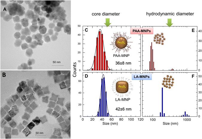 Cell Damage Produced By Magnetic Fluid Hyperthermia On Microglial Bv2 Cells Scientific Reports