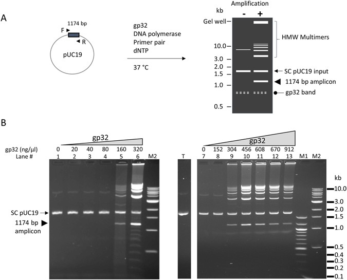Isothermal Amplification Of Long Discrete Dna Fragments Facilitated By Single Stranded Binding Protein Scientific Reports