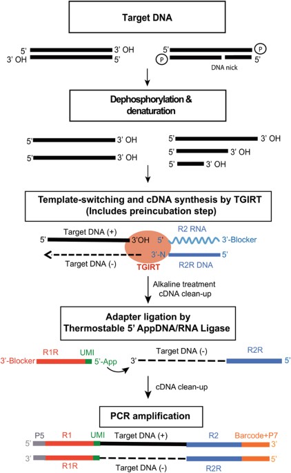 Facile Single Stranded Dna Sequencing Of Human Plasma Dna Via Thermostable Group Ii Intron Reverse Transcriptase Template Switching Scientific Reports