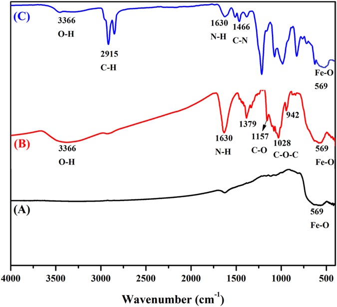 Efficiency Of Newly Formulated Camptothecin With B Cyclodextrin Edta Fe 3 O 4 Nanoparticle Conjugated Nanocarriers As An Anti Colon Cancer Ht29 Drug Scientific Reports