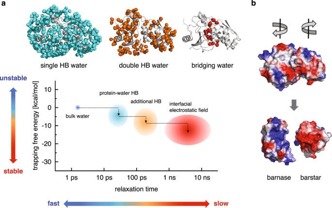 Dynamics Of Hydration Water Plays A Key Role In Determining The Binding ...