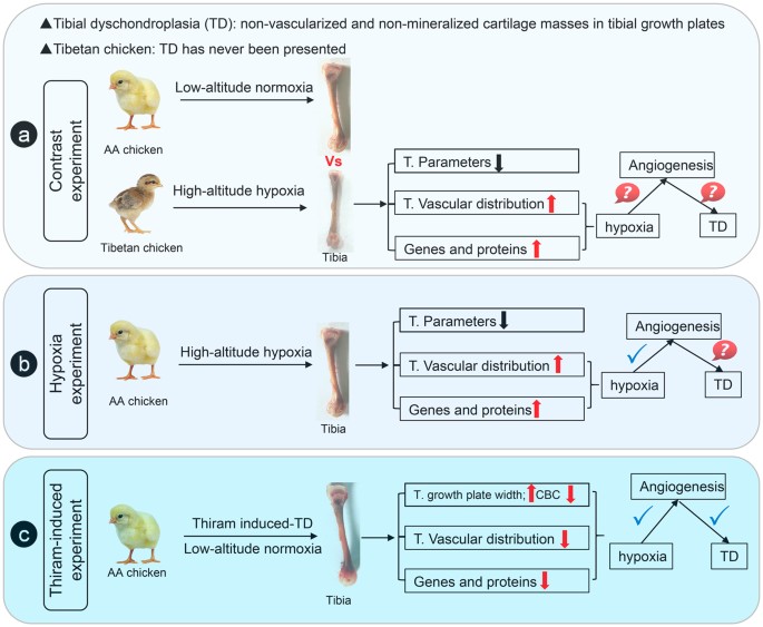 Final Report Analysis Of Chicken Tibia