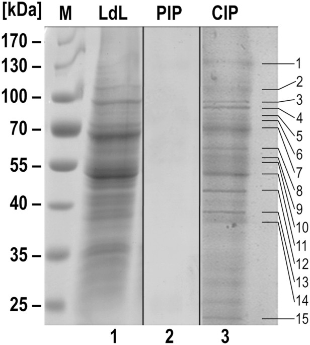 Mapk1 Of Leishmania Donovani Interacts And Phosphorylates Hsp70 And Hsp90 Subunits Of Foldosome Complex Scientific Reports