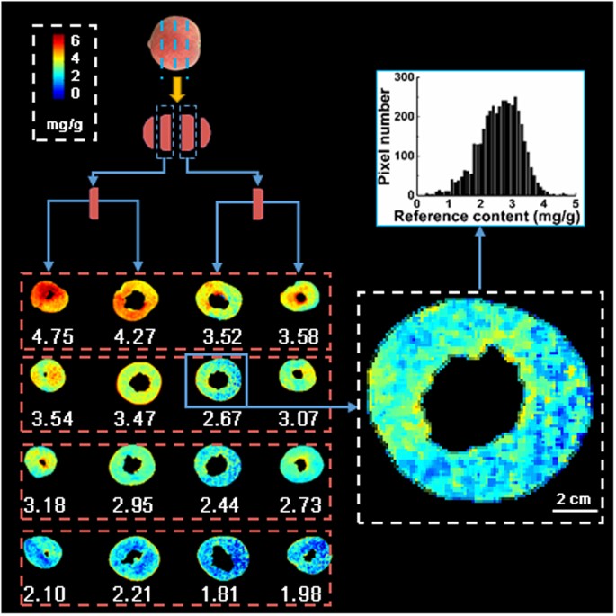 Quantitative visualization of pectin distribution maps of peach fruits