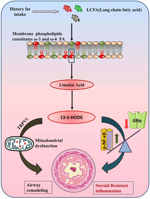 Dietary Lipids Absorbed Through Intestine Are Converted To Long Chain Fatty Acids Which Serve As A Precursor For The Formation Of Phospholipids