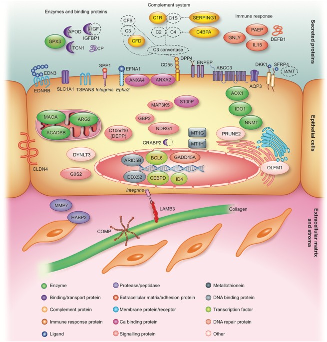 Meta-signature of human endometrial receptivity: a meta-analysis and ...