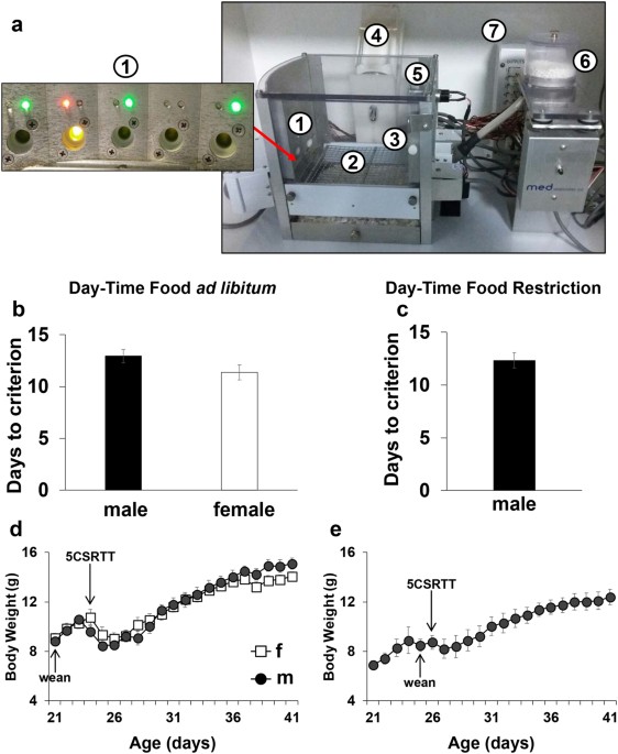 Attentional Control In Adolescent Mice Assessed With A Modified Five Choice Serial Reaction Time Task Scientific Reports