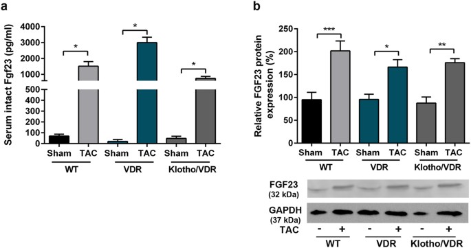 genetic ablation of fgf23 or klotho does not modulate experimental