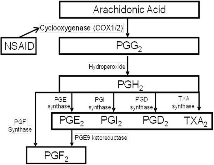 Nonsteroidal Anti Inflammatory Drug Interaction With Prostacyclin