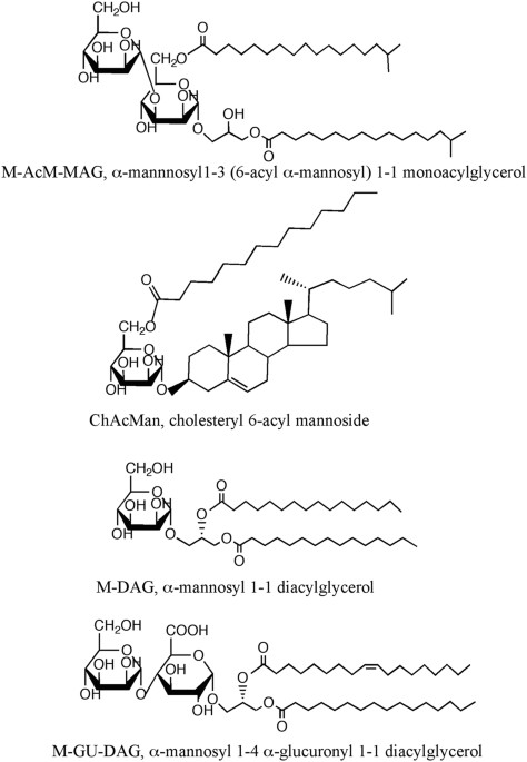 Activation of invariant natural killer T cells stimulated with  
