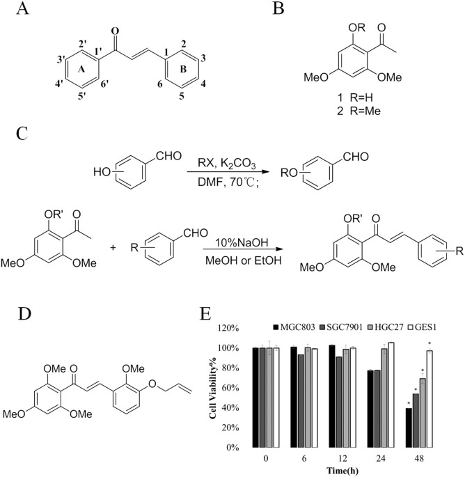 A Novel Chalcone Derivative S17 Induces Apoptosis Through Ros Dependent Dr5 Up Regulation In Gastric Cancer Cells Scientific Reports