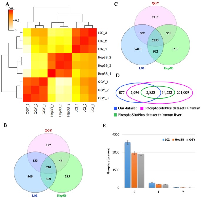 The data statistics of the human liver phosphoproteomic analysis