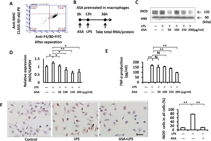 Aspirin inhibits LPS-induced macrophage activation via the NF-κB pathway |  Scientific Reports