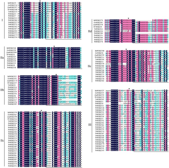 A Moso Bamboo Wrky Gene Pewrky Confers Salinity Tolerance In Transgenic Arabidopsis Plants Scientific Reports