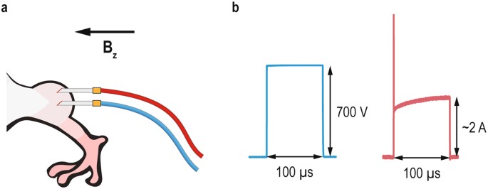 Predicting Irreversible Electroporation Induced Tissue Damage By Predicting Irreversible Electroporation Induced Tissue Damage By