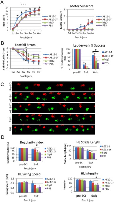 a inhibition with human monoclonal antibodies p