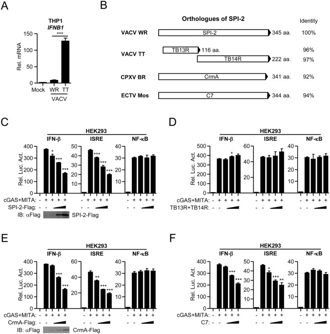 Spi-2/crma inhibits ifn-β induction by targeting tbk1/ikkε