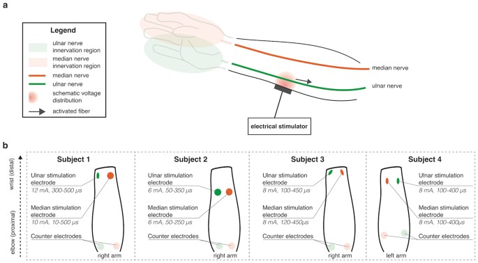 Transcutaneous electrical nerve - FORCE Biomedical